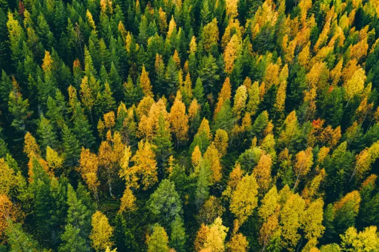 photo de forets bois pefc